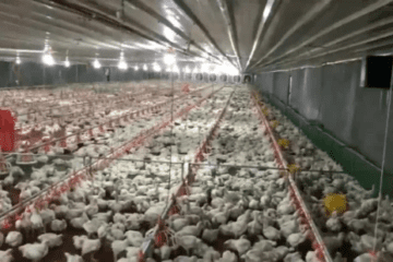 Poultry Farmings