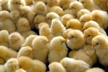 CHICKS