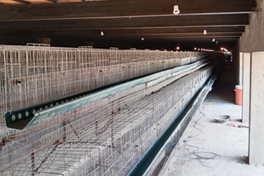 poultry cages Pakistan