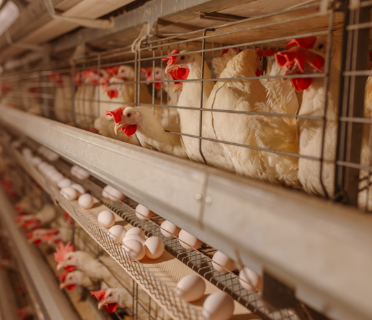 Aqeel poultry cages