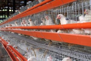 privacy policy Aqeel Poultry