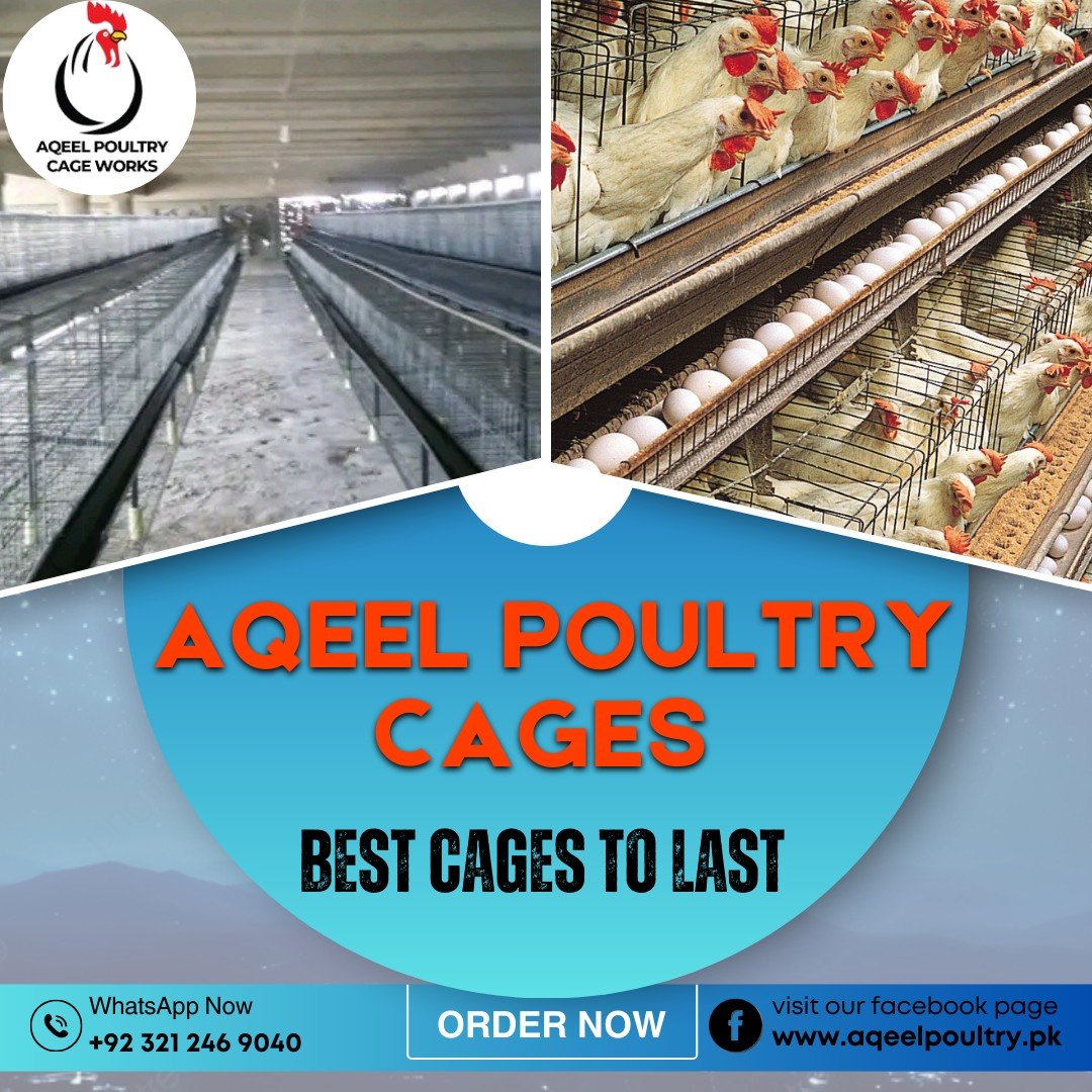 Layer Chicken Cages for Efficient Egg Production Pakistan