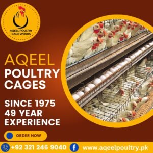 Modern chicken egg layer cages installed in a commercial poultry farm for efficient egg production
