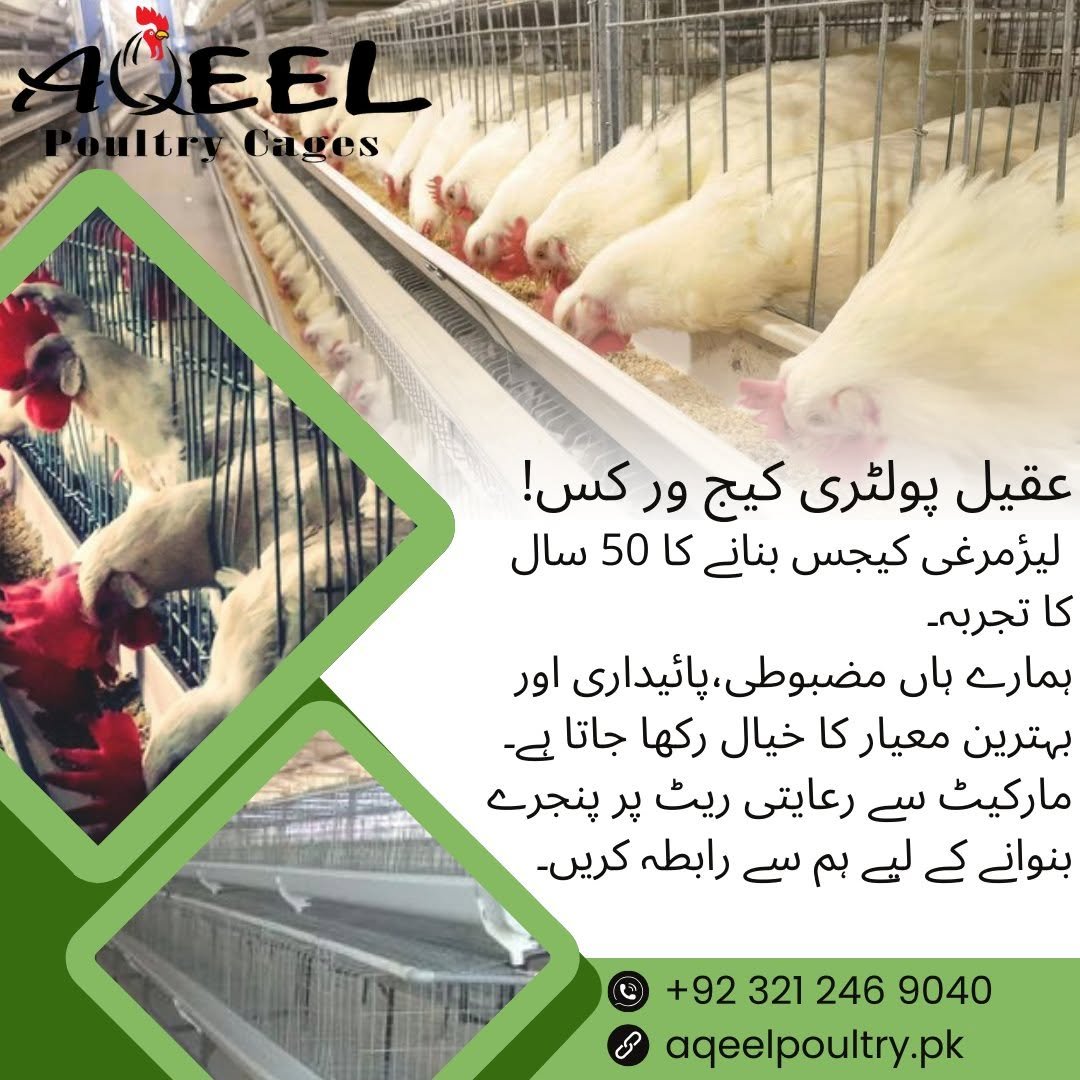Layering Farming in Pakistan | Guide to Layer Chicken Production