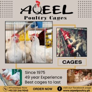 Automated battery cage system poultry farm with layer hens producing eggs in Pakistan.