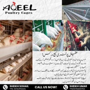 Automated broiler cage system with poultry manure conveyor inside a commercial poultry farm in Pakistan.