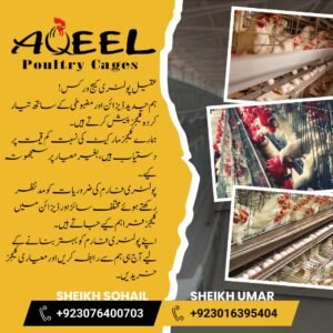 Modern layer poultry cage system in Pakistan designed for efficient egg production and farm management.