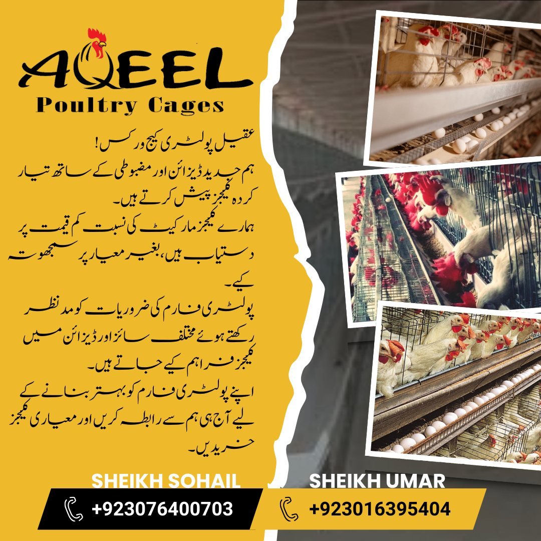 Layer Poultry Cage Pakistan: Boost Egg Production Efficiently