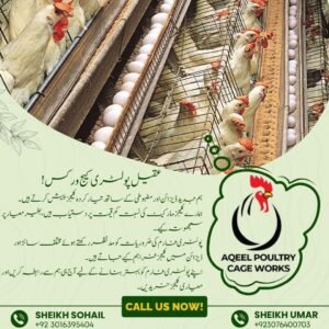 Healthy layer chickens in modern poultry cages with proper ventilation and disease prevention management.