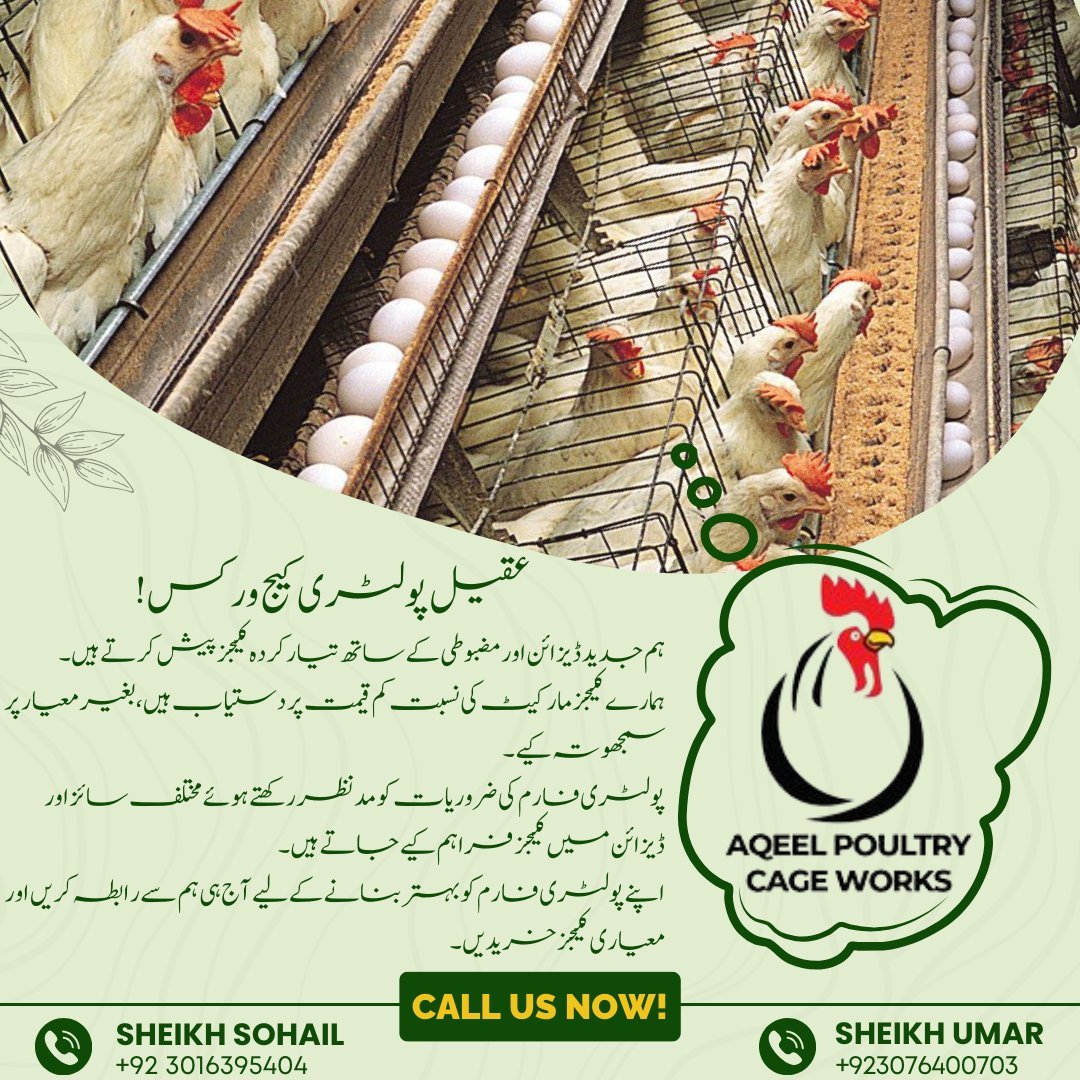 Disease in Chicken: Prevention Tips for Poultry Farms