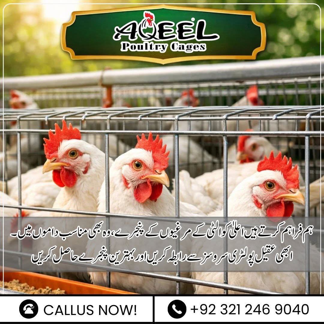 Egg Laying Chicken Cages for Sale in Pakistan Guide