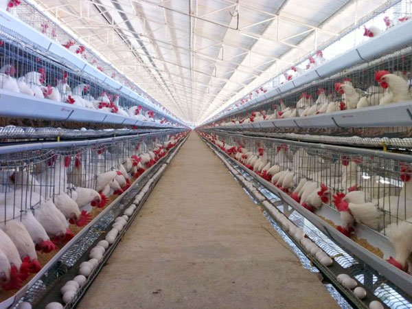 New Poultry Cages: A Smart Investment for Modern Poultry Farming in Pakistan