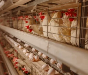 hen cage for sale layer poultry cages layer chicken cages poultry farm management