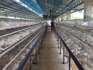 3 layer chicken cages