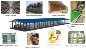 layer poultry farming equipment