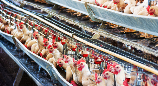 aqeelpoultrycages