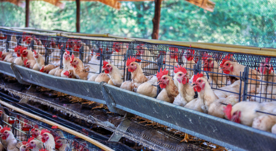 aqeel poultry cages