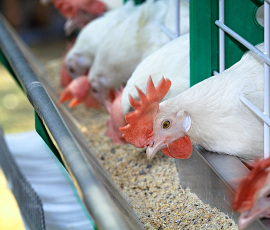 Poultry cages